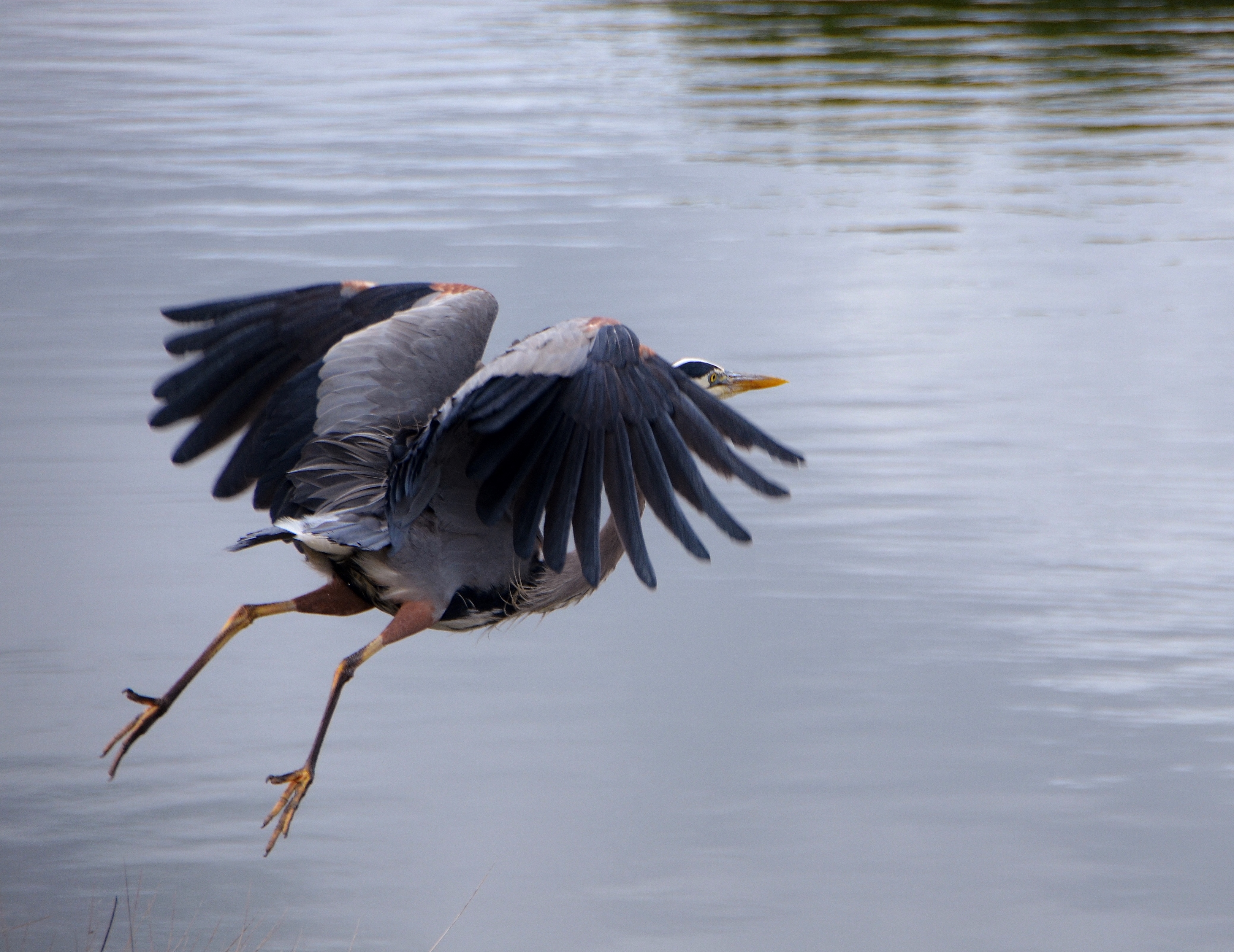 great blue heron