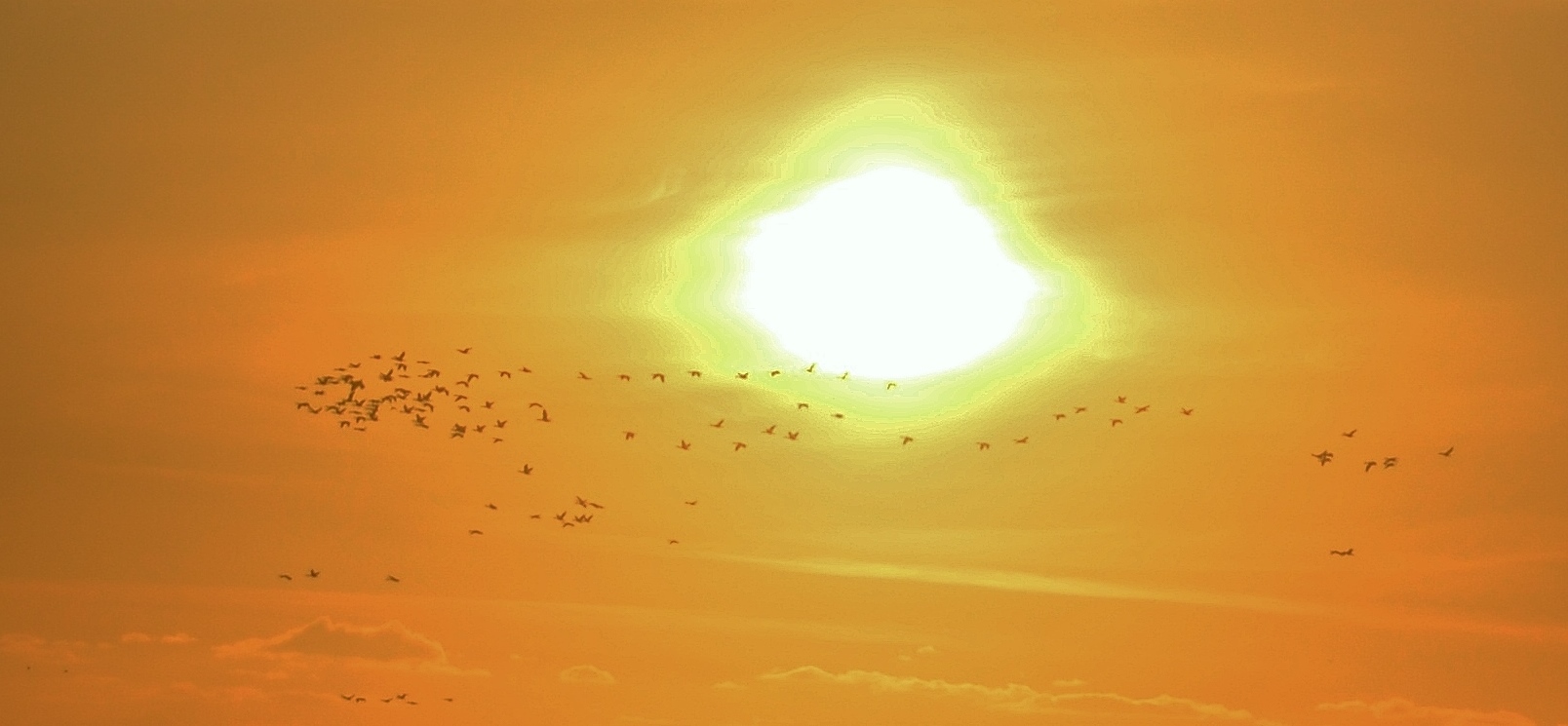 birds in sun.JPG