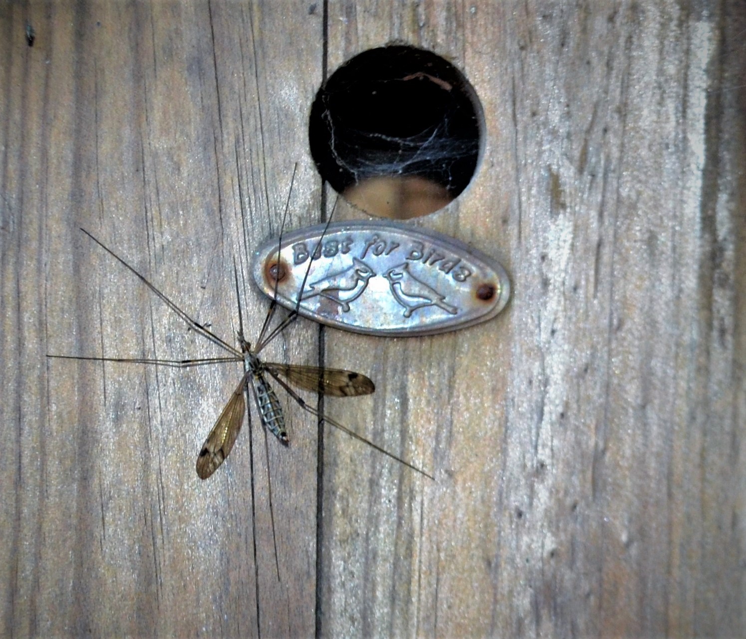 crane fly - Copy (3)