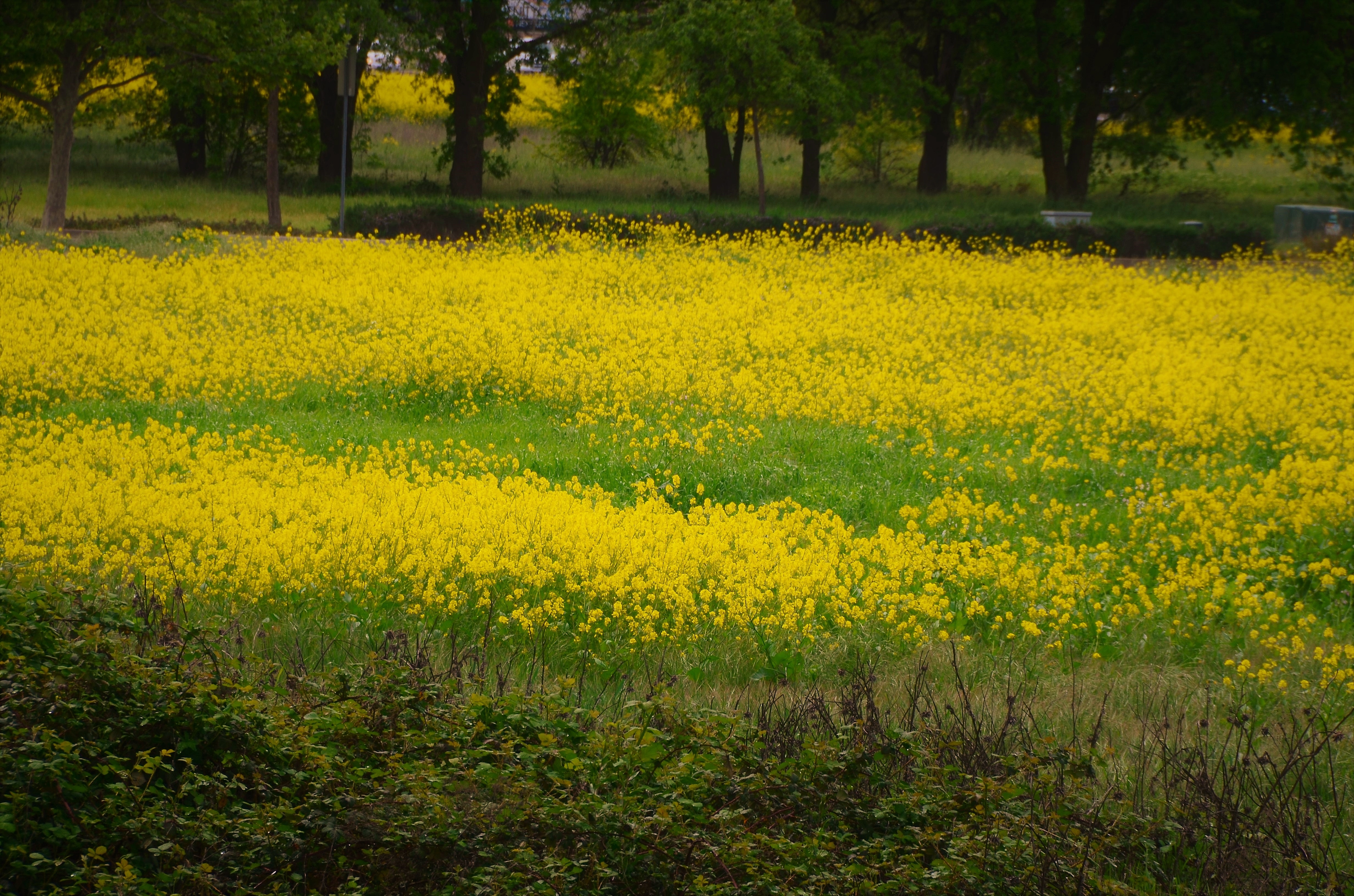 wild mustard (2).JPG