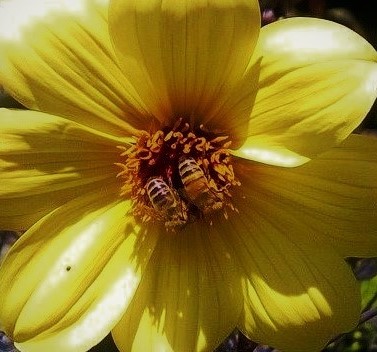 winchester bees.3 (2).jpg