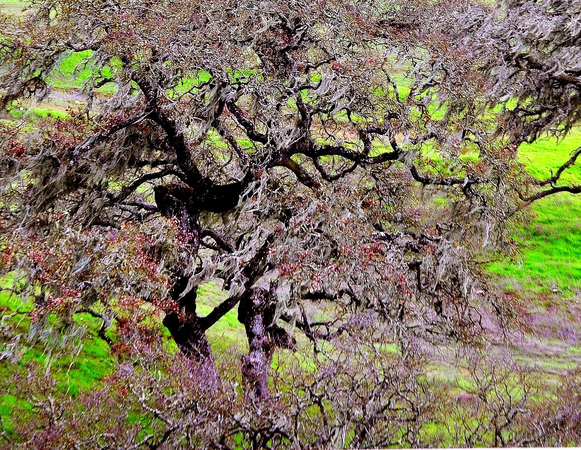 gnarled oaks (2).JPG