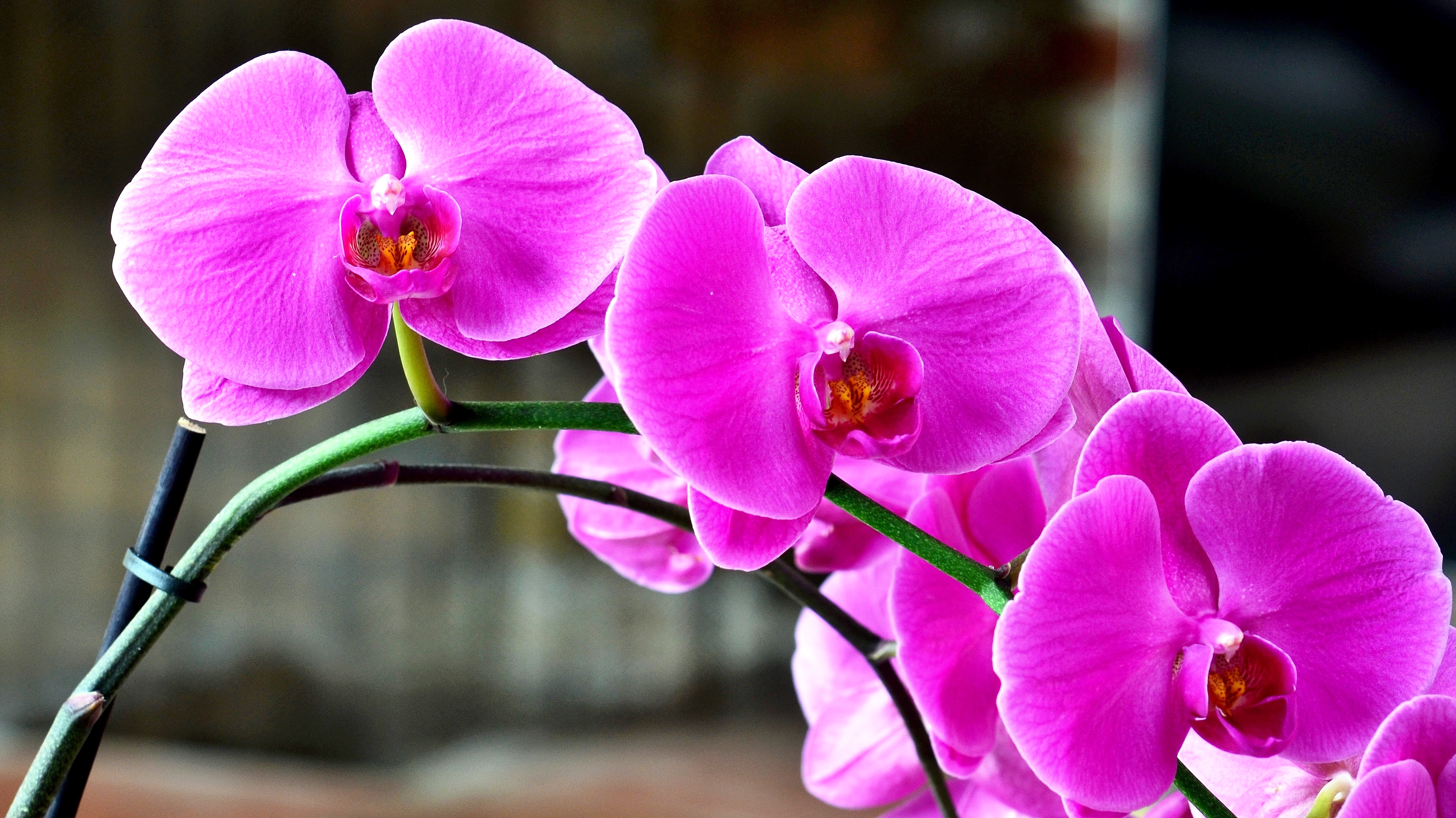 orchid - Copy.JPG