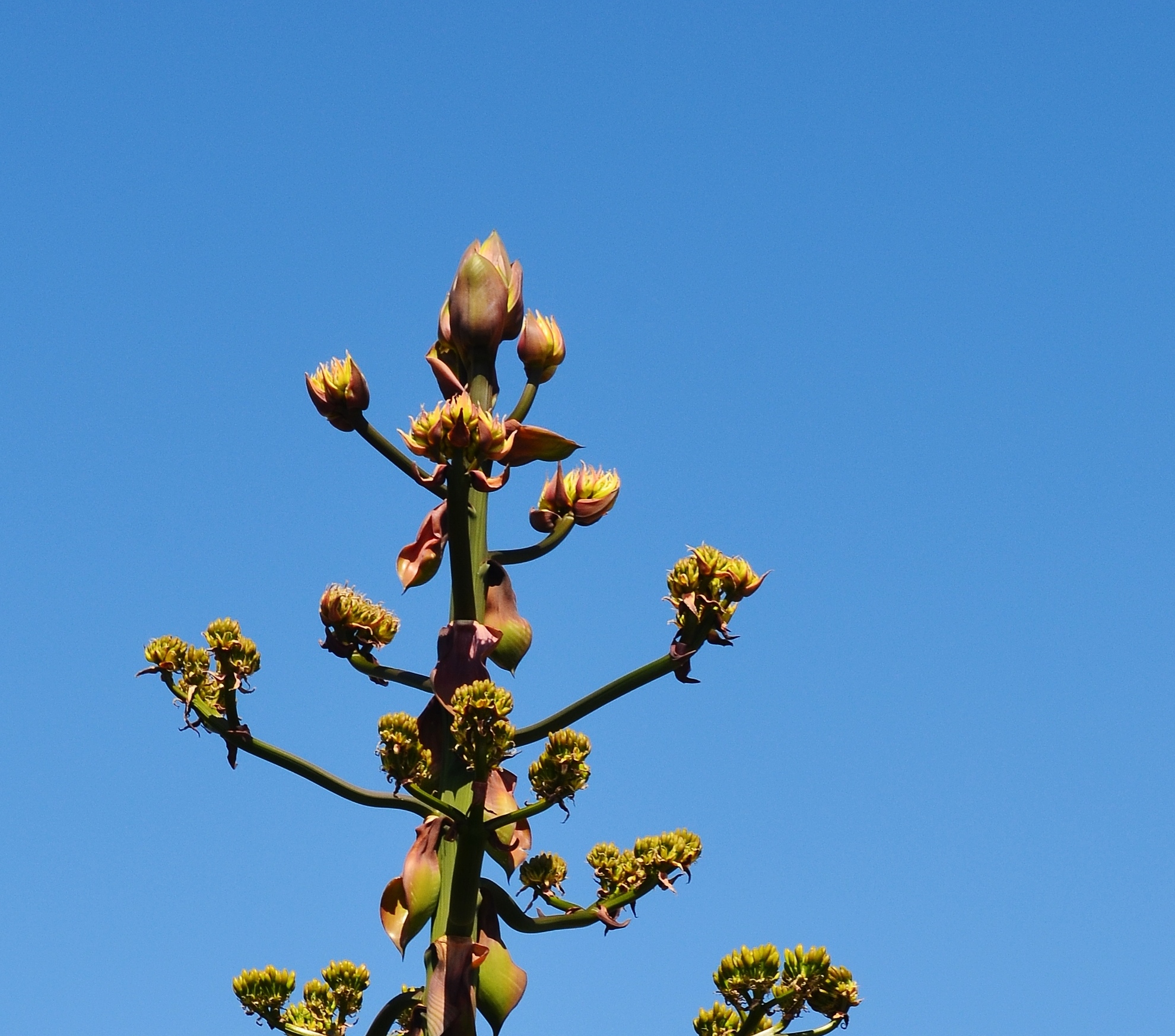 blue agave.1 - Copy.JPG