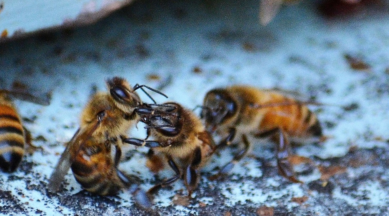 DSC_0004 - Copy (2).JPG