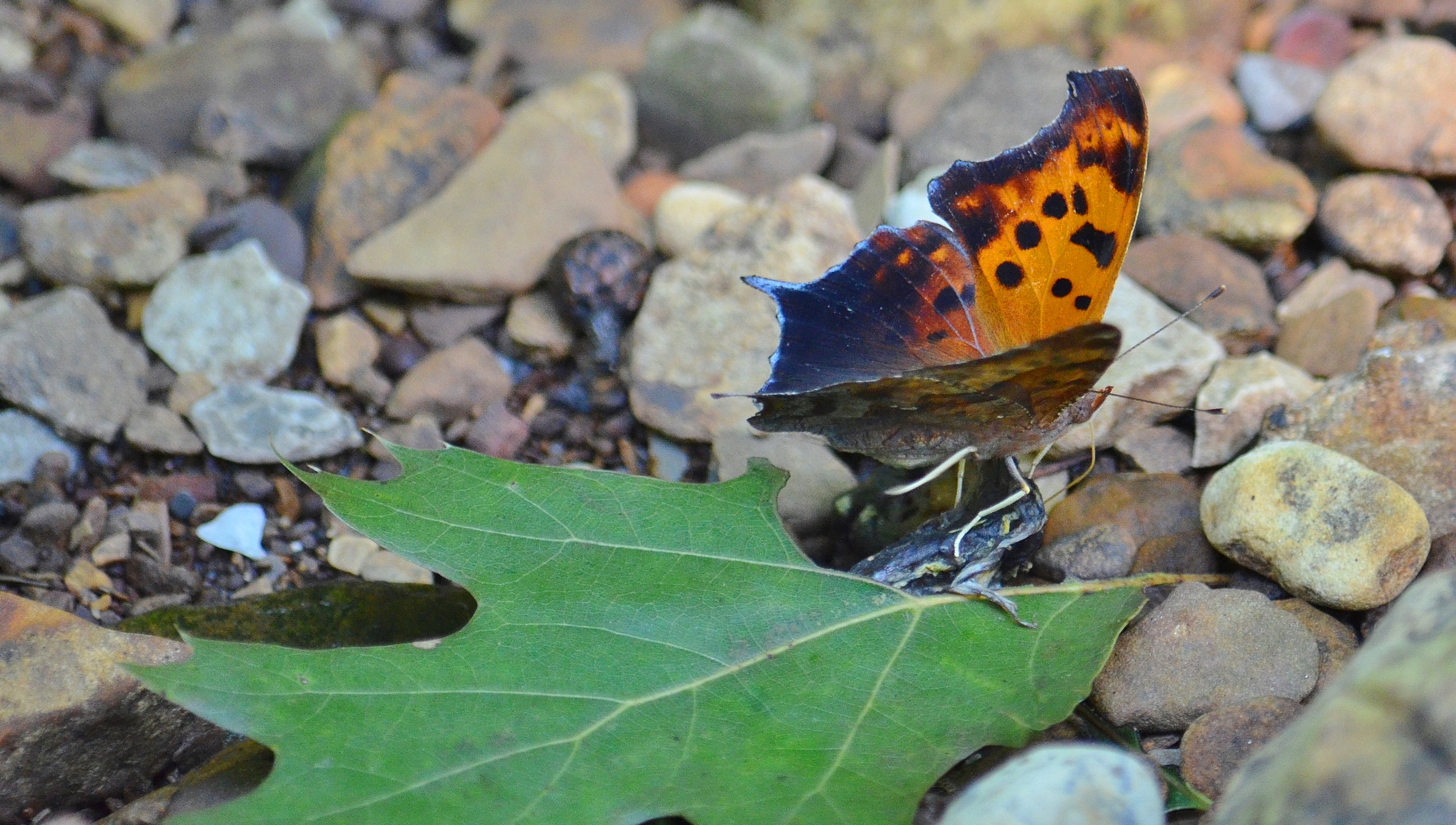 eastern comma.JPG