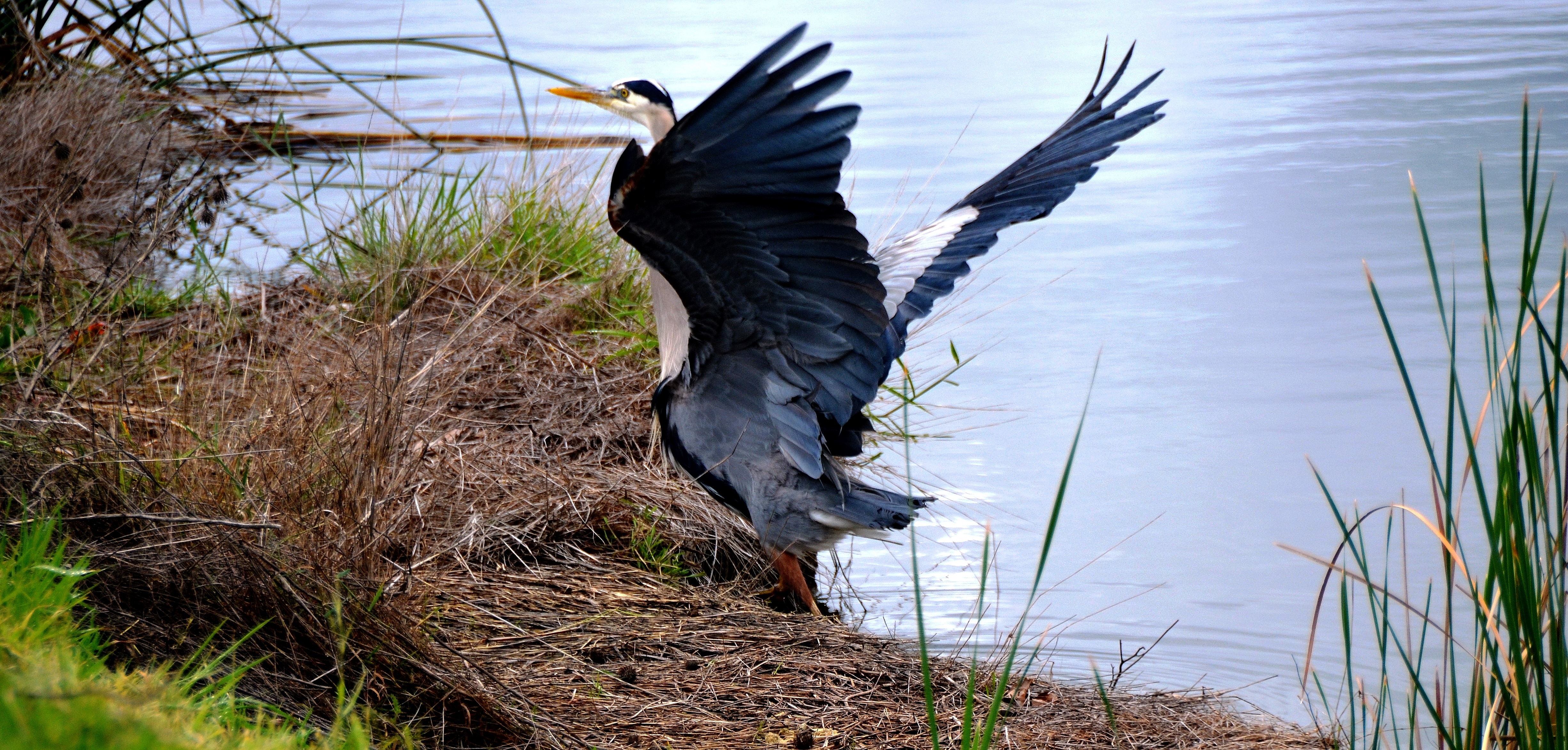 great blue heron3.JPG