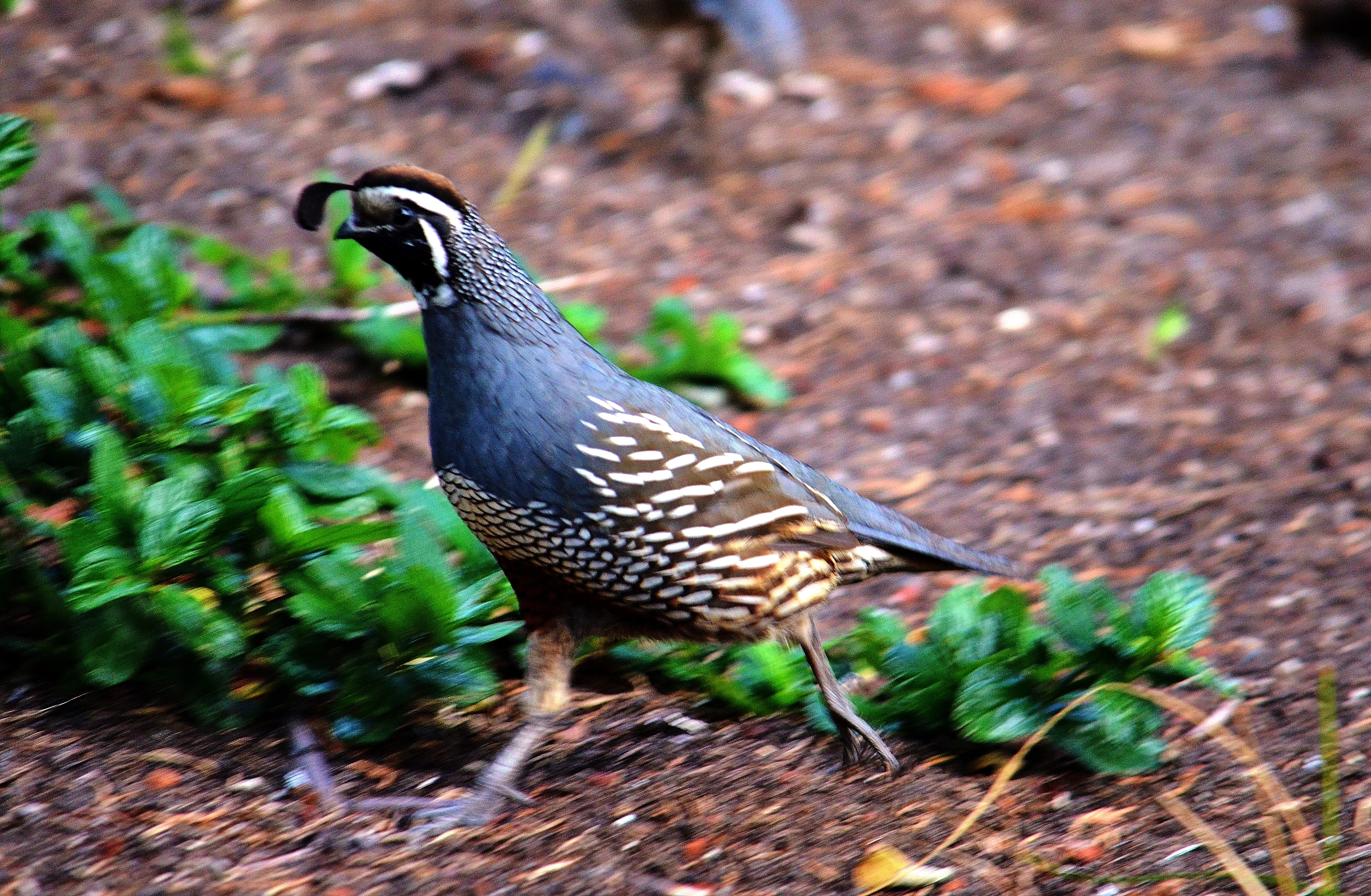 quail on the run - Copy.JPG