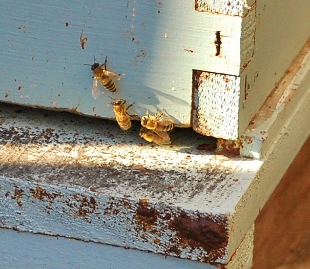 bees going to work.JPG