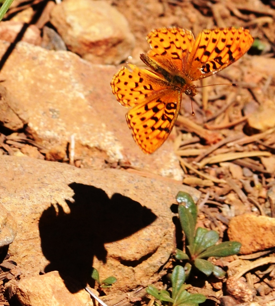 Butterfly Shadow Logo
