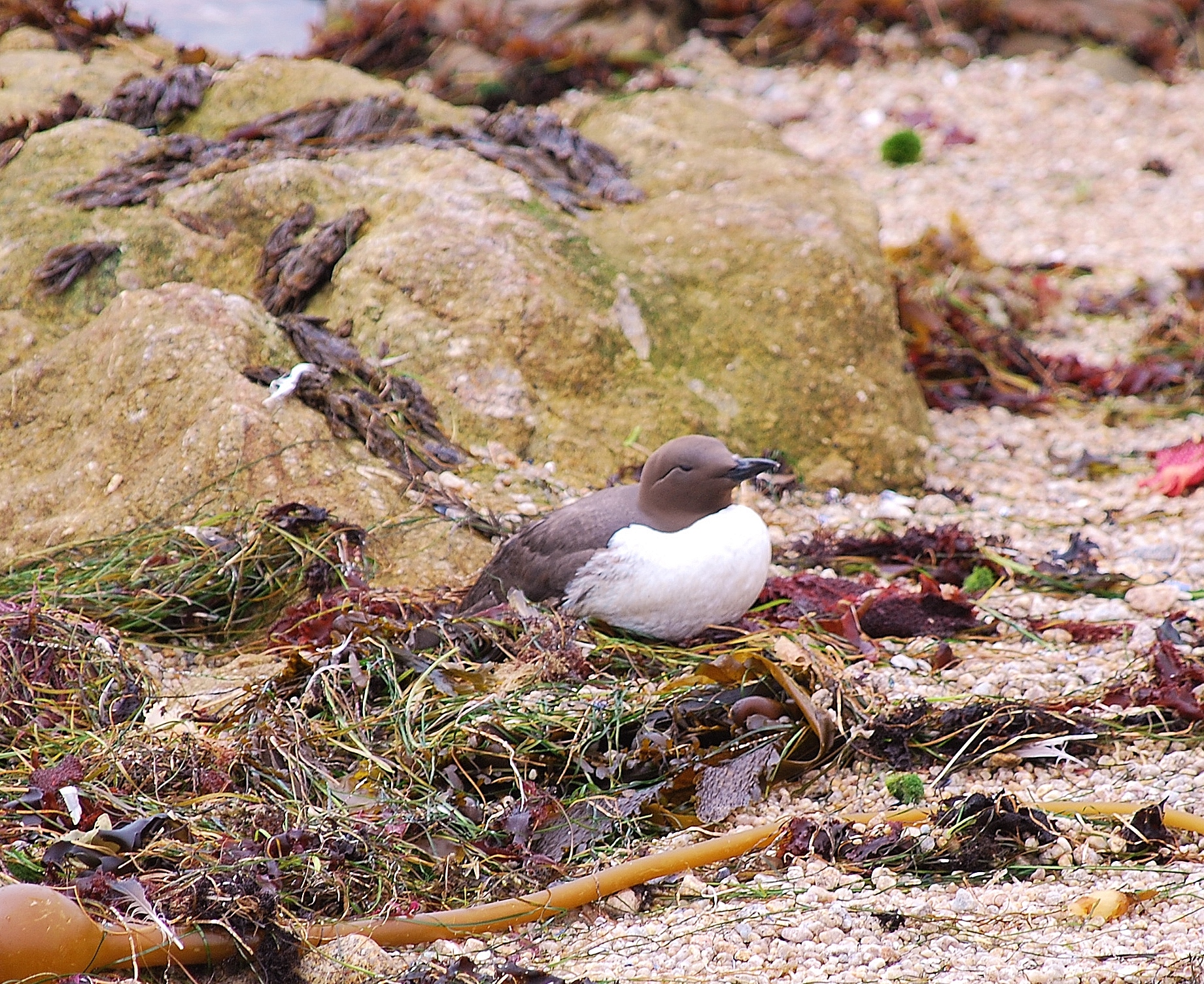 common murre.JPG