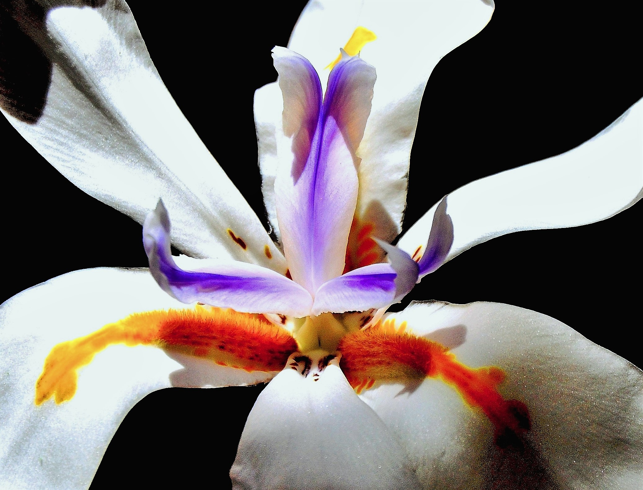 DSC_0262 - Copy - Copy (2)