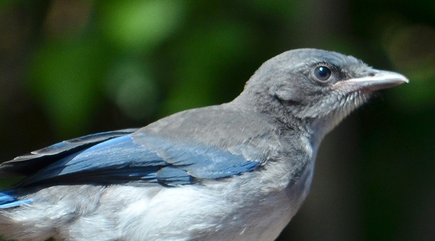 scrub jay on brick - Copy