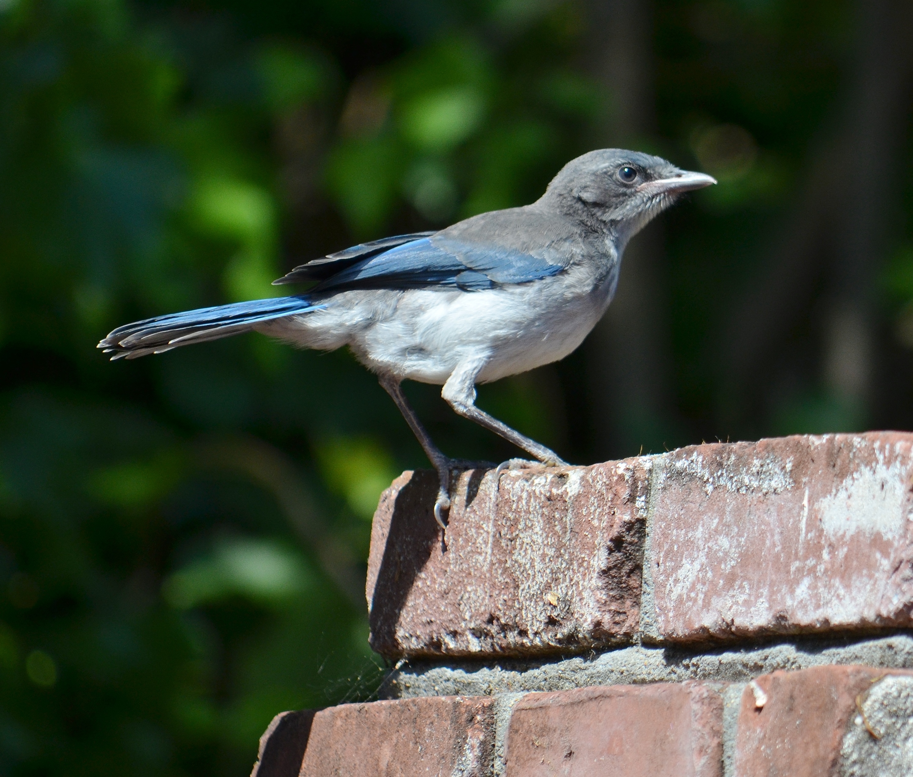 scrub jay on brick.JPG