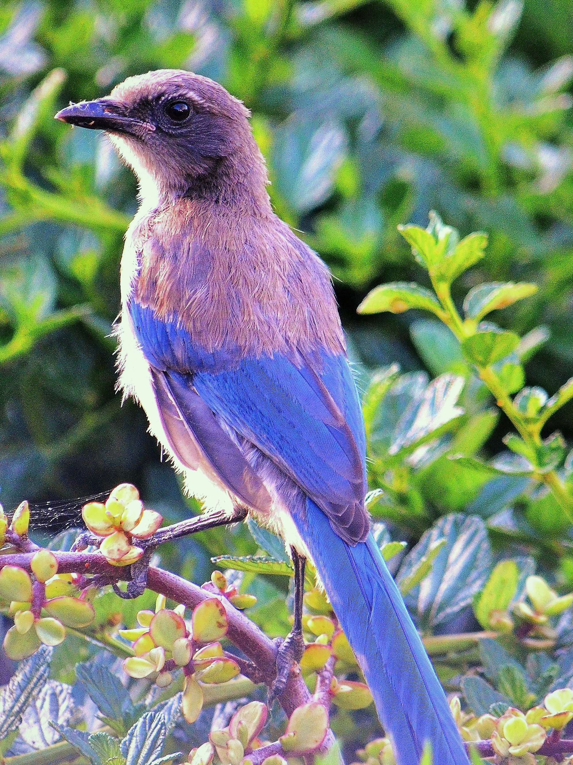 scrubjay - Copy (3).JPG