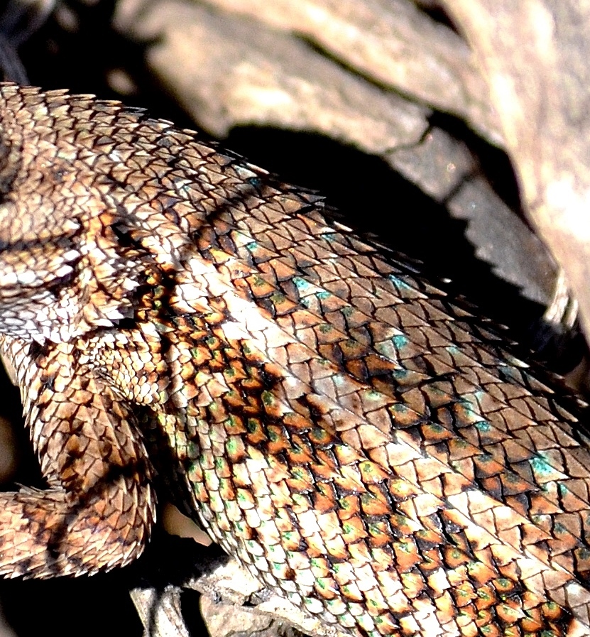 alligator lizard - Copy.JPG