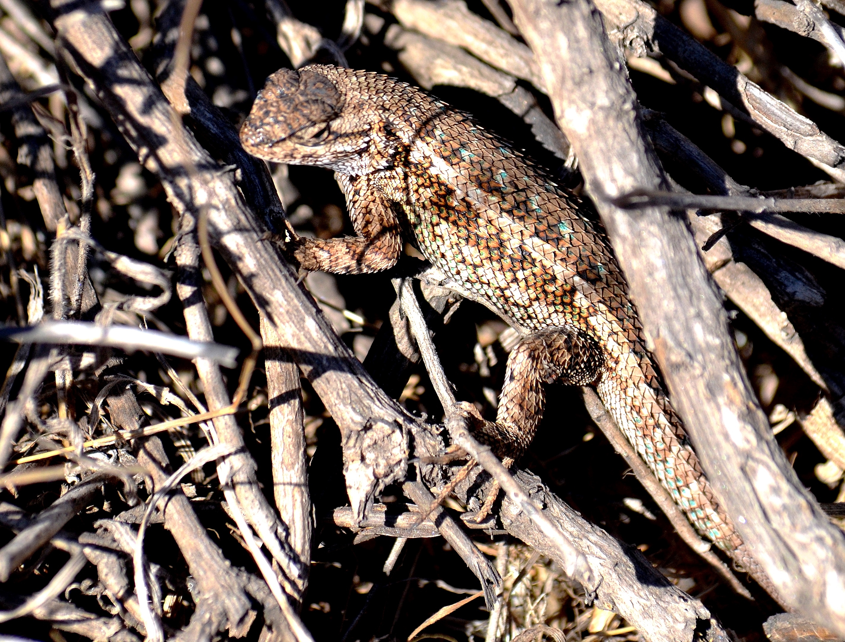 alligator lizard.JPG