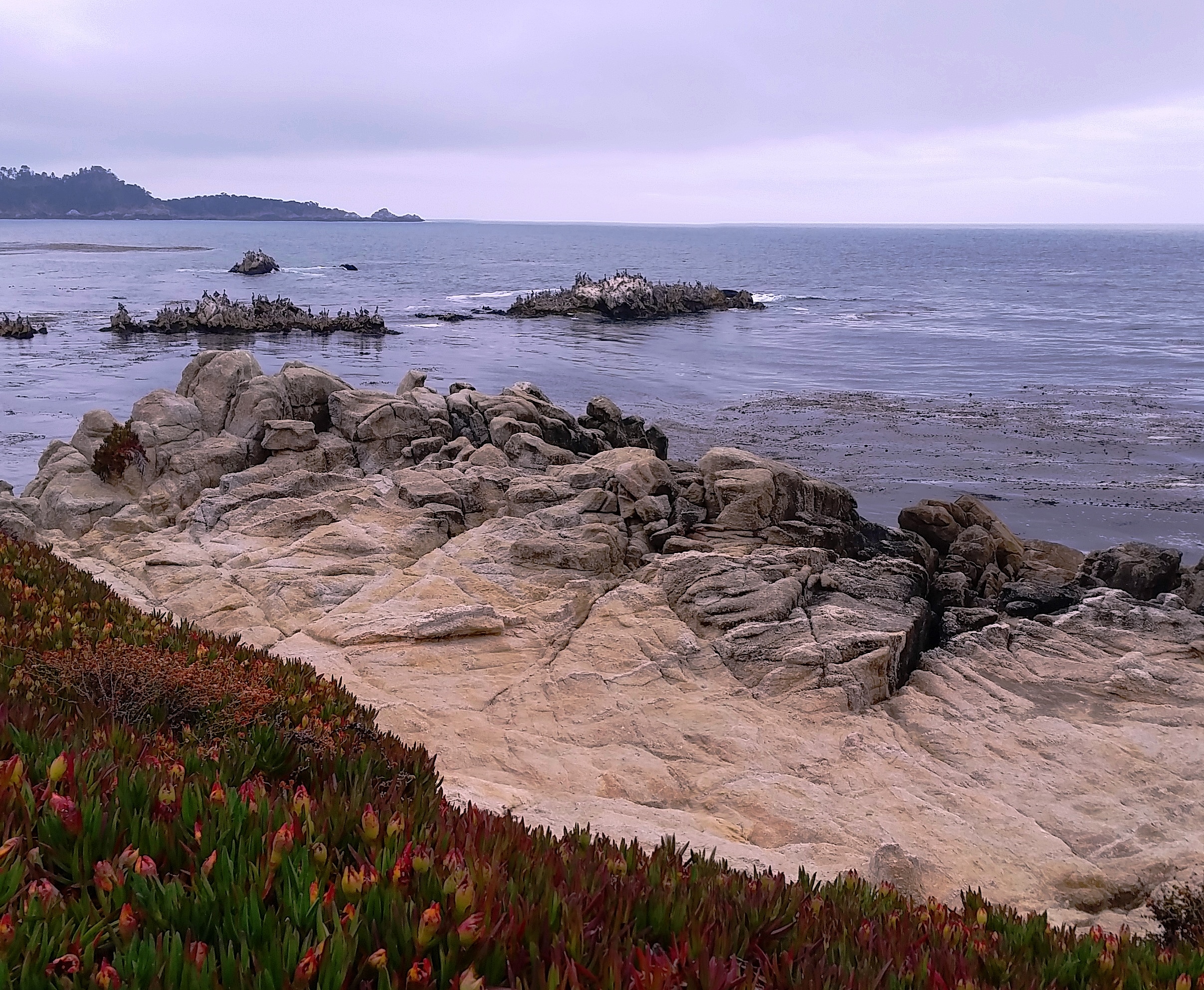 carmel bay pelicans - Copy.jpg