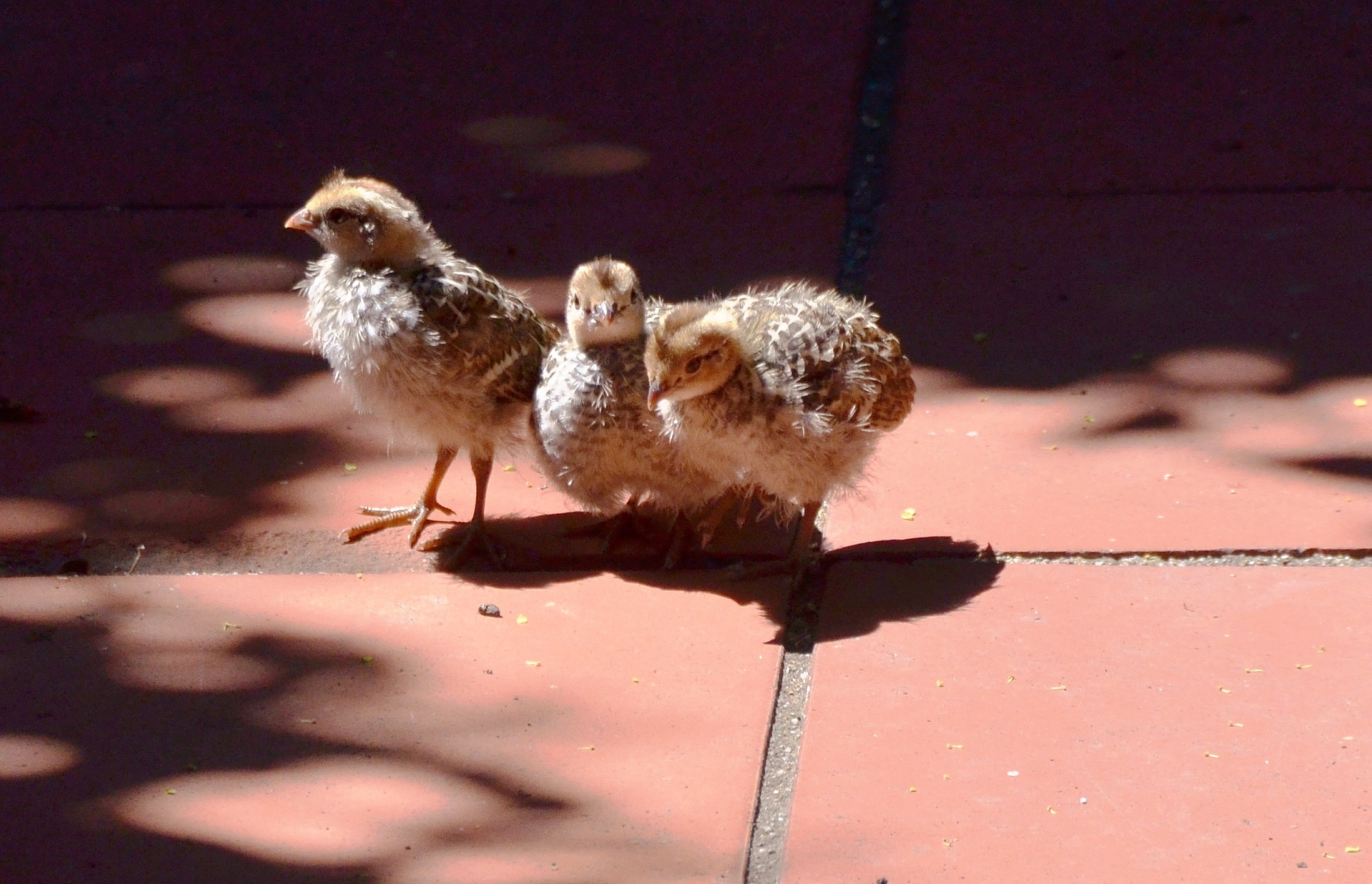 quail chicks.1
