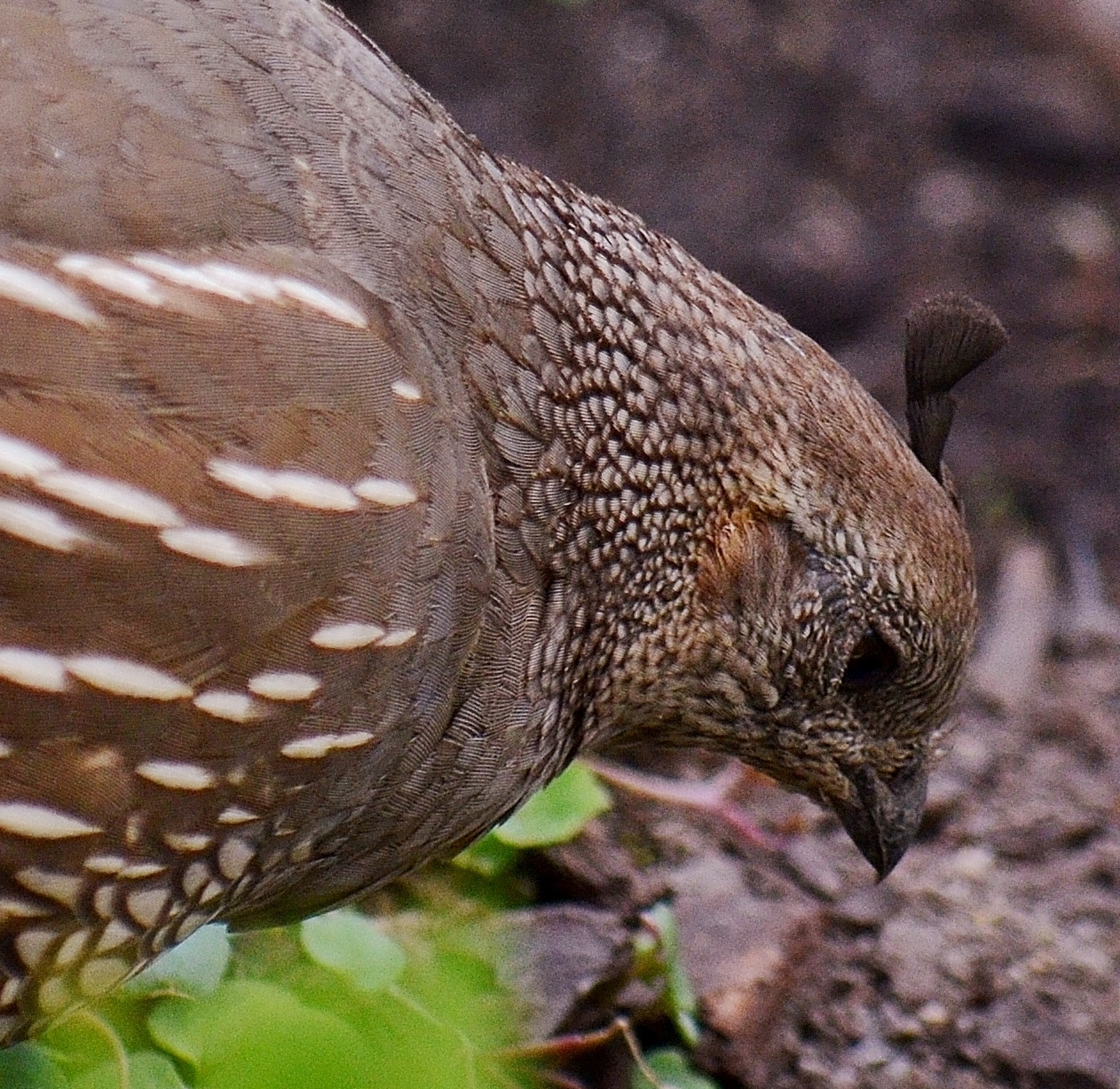 quail tuft.JPG