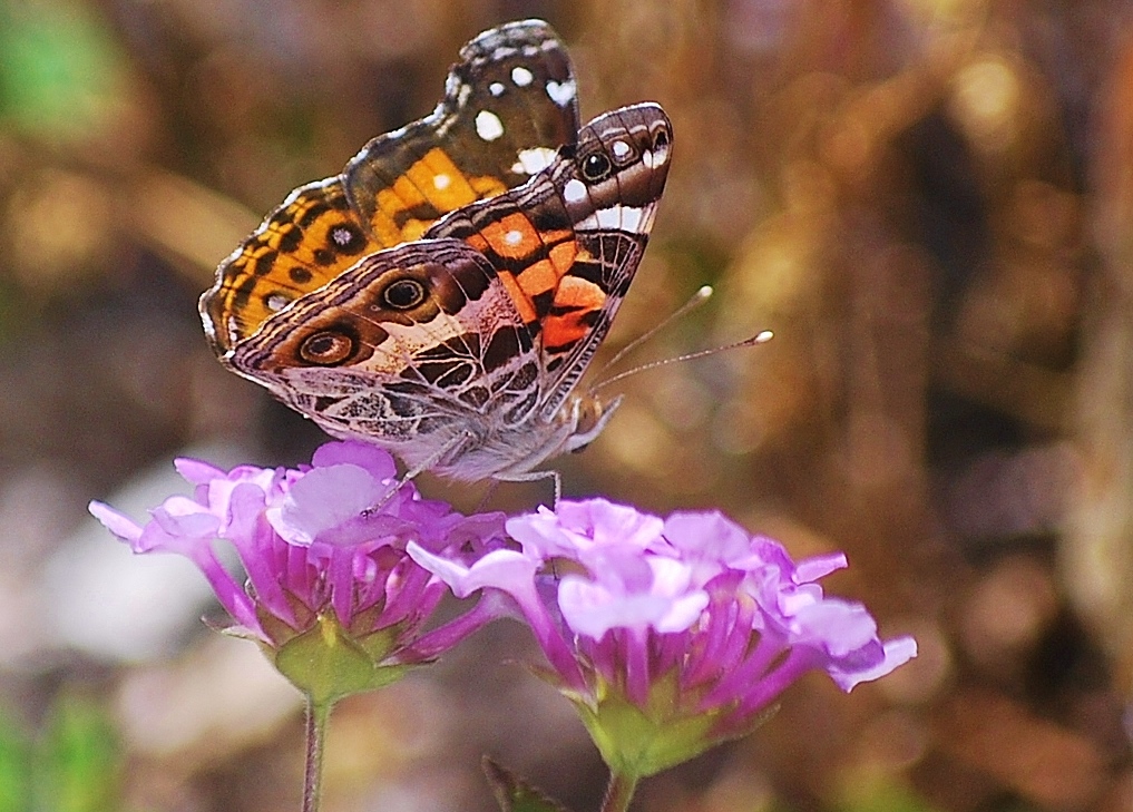 Another Day, Another Buttterfly – 67Steffen.com