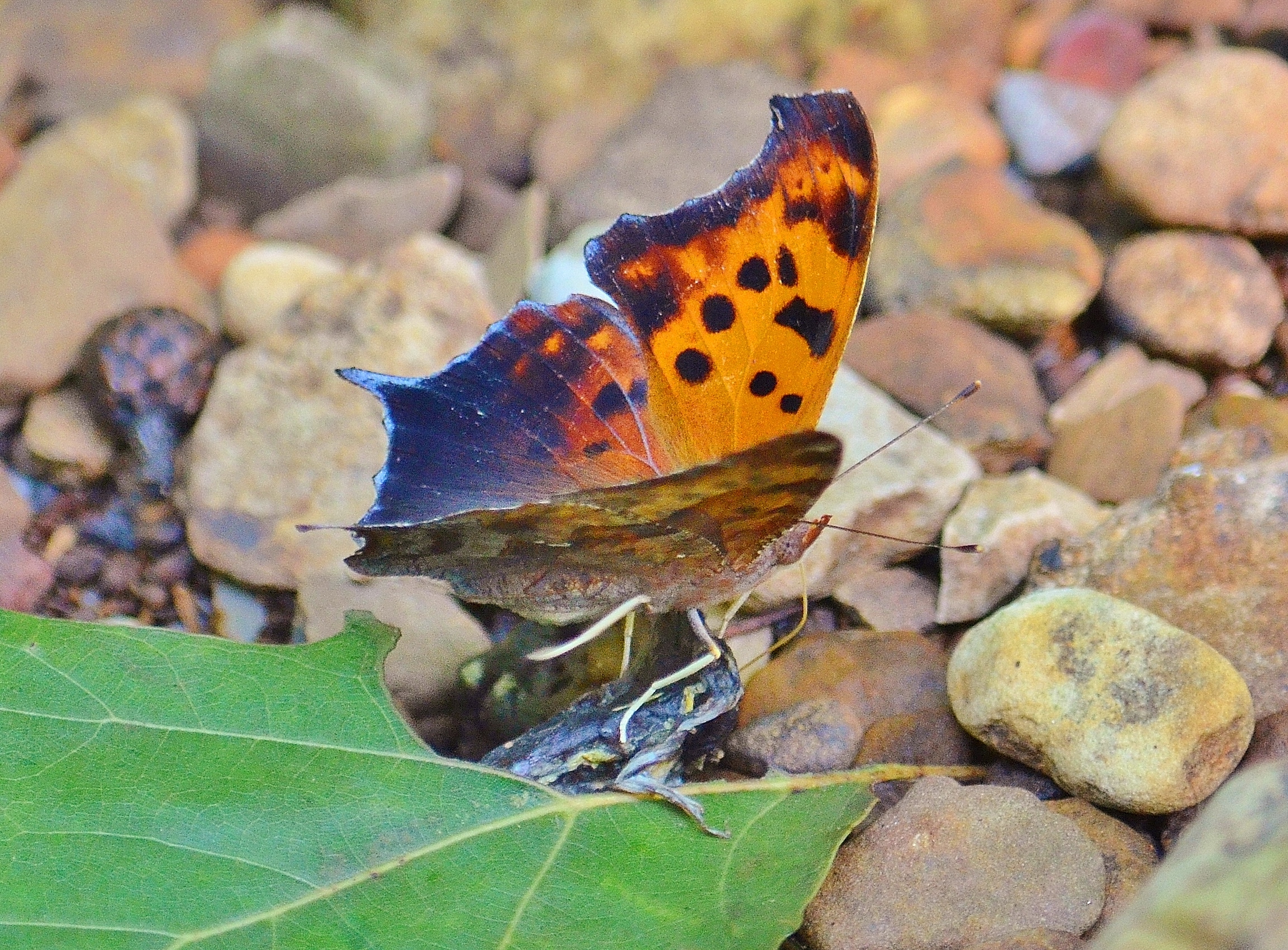 Eastern Comma.1.JPG