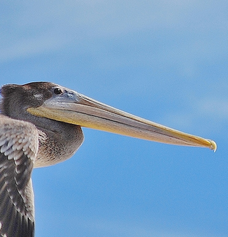 DSC_0096 - Copy - Copy