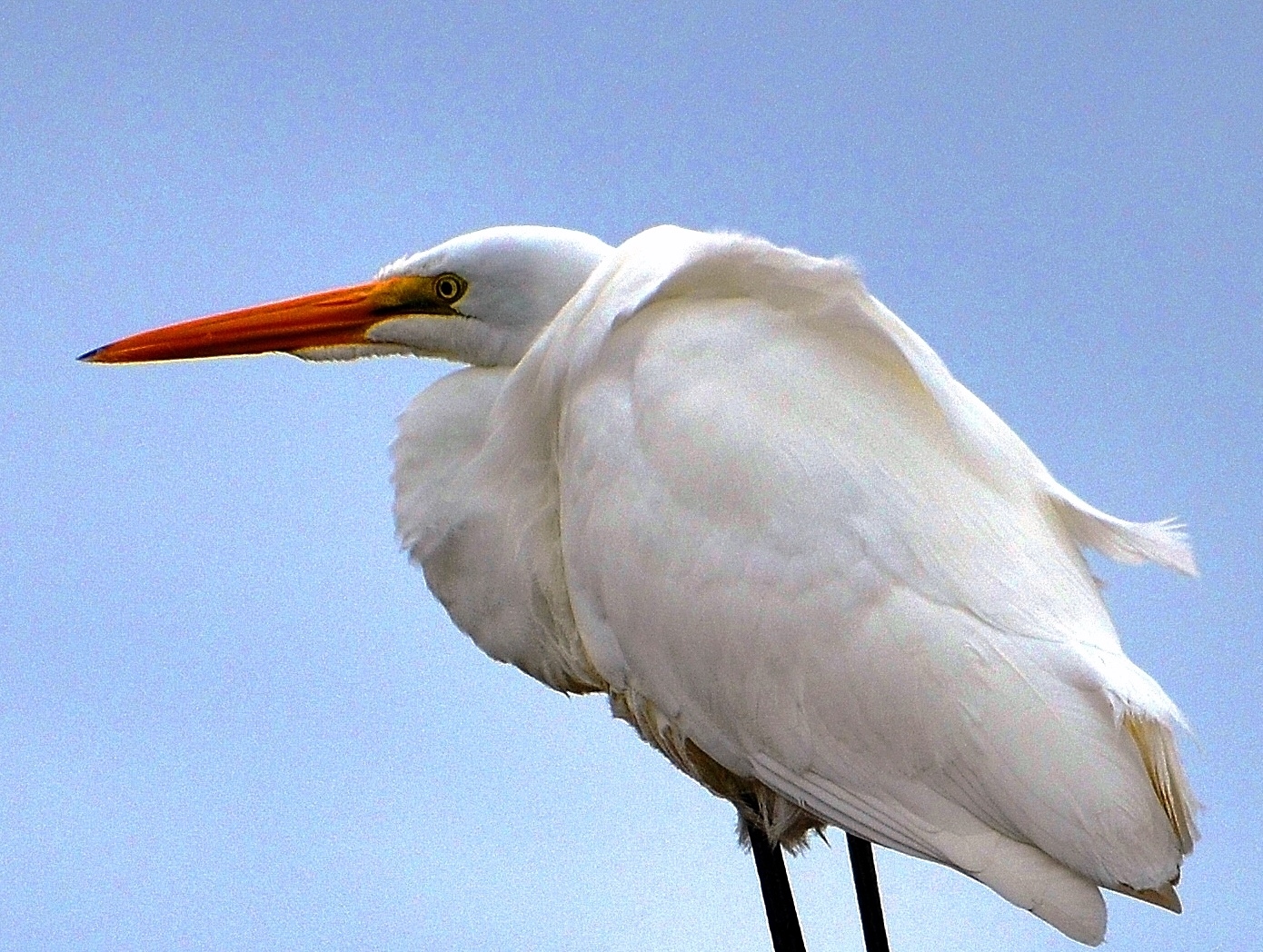 egret legs - Copy.JPG