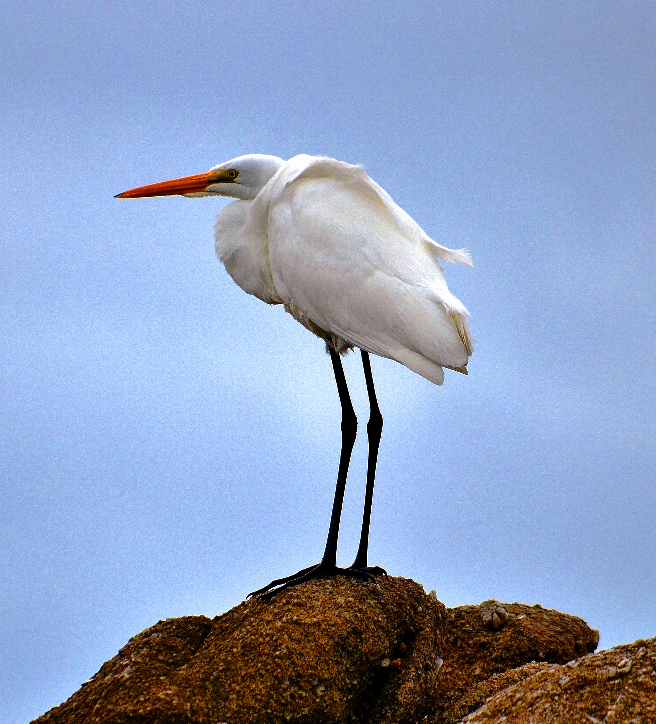 egret legs.JPG