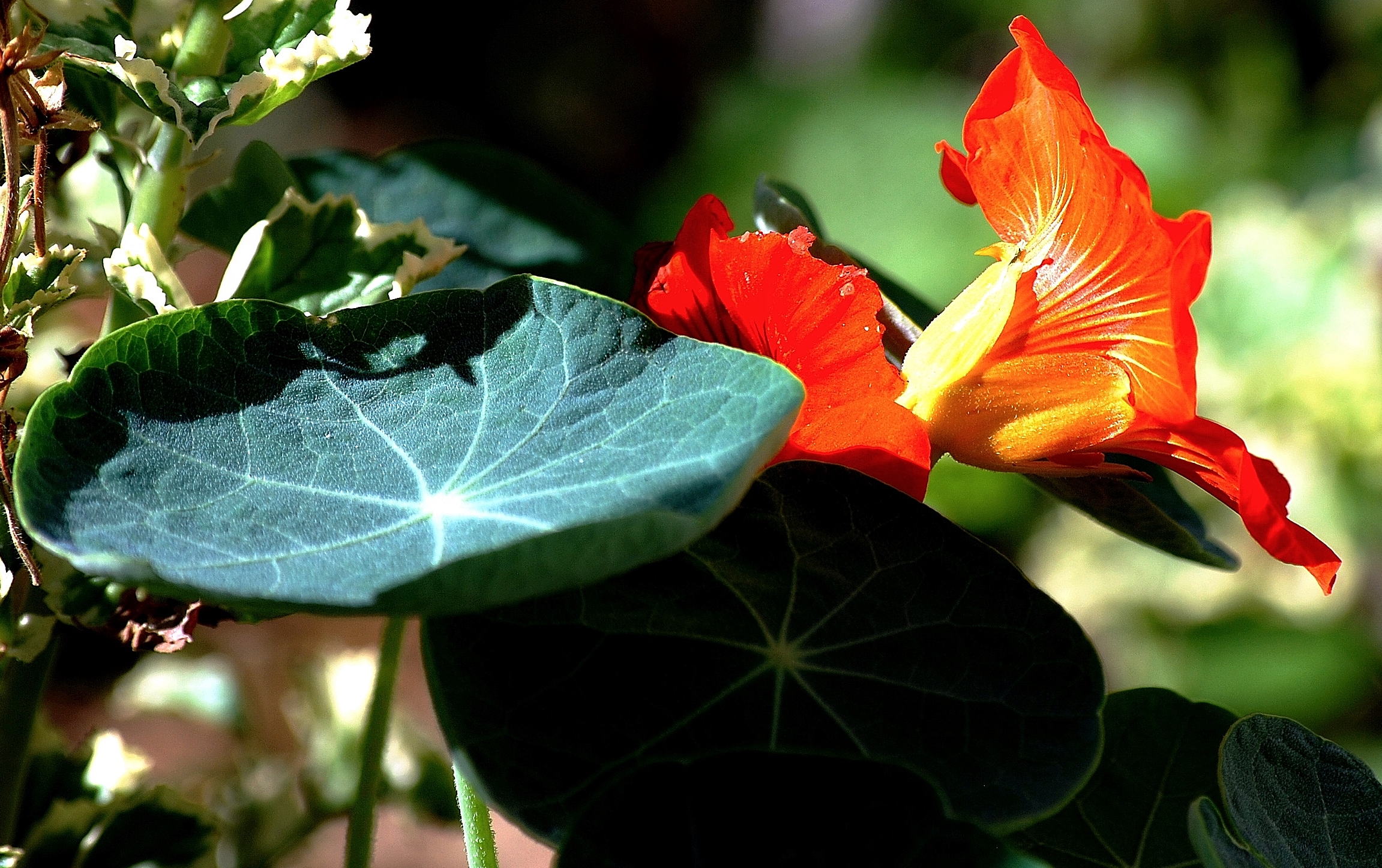 nasturiums 7.JPG