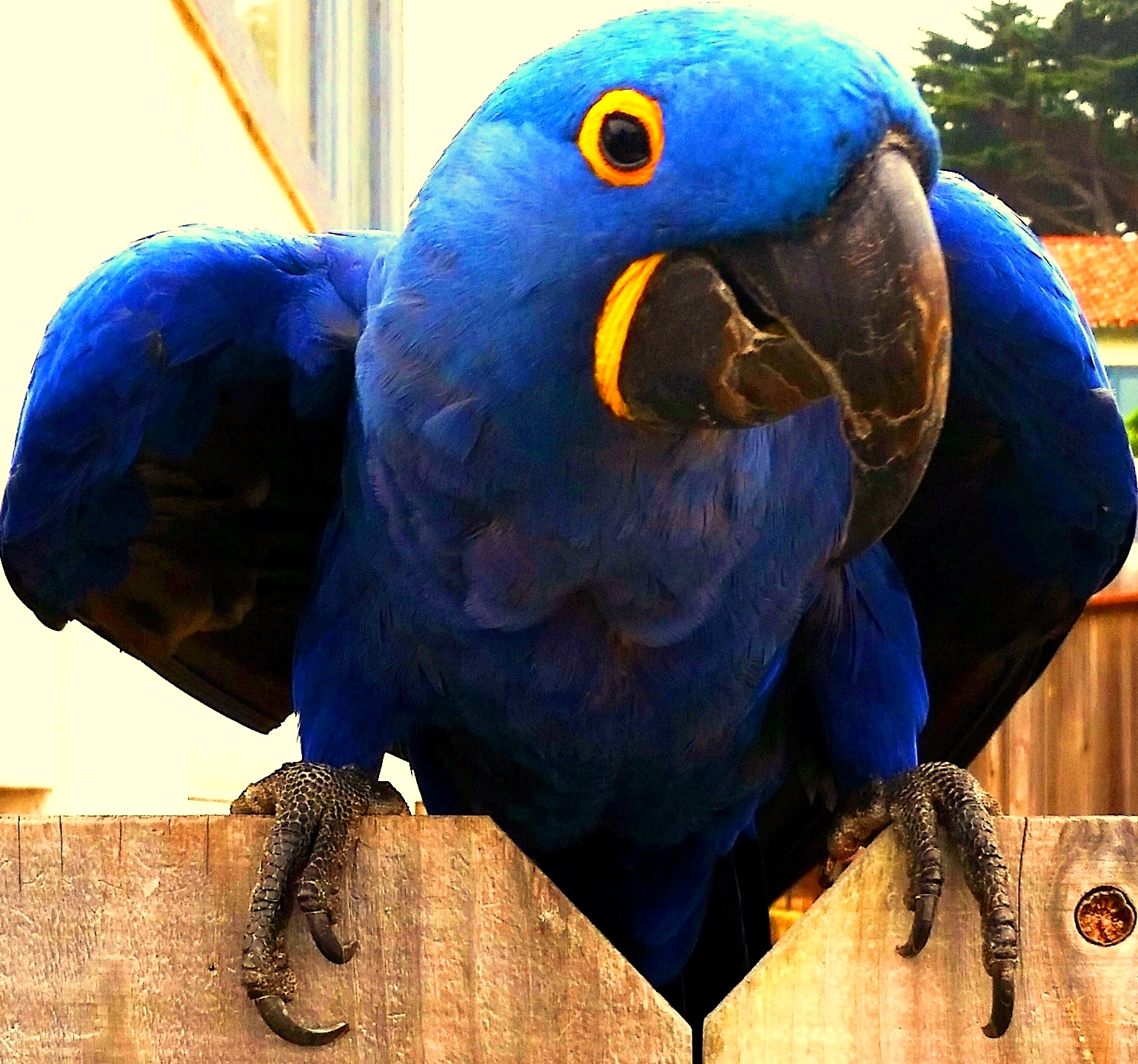 parrot2