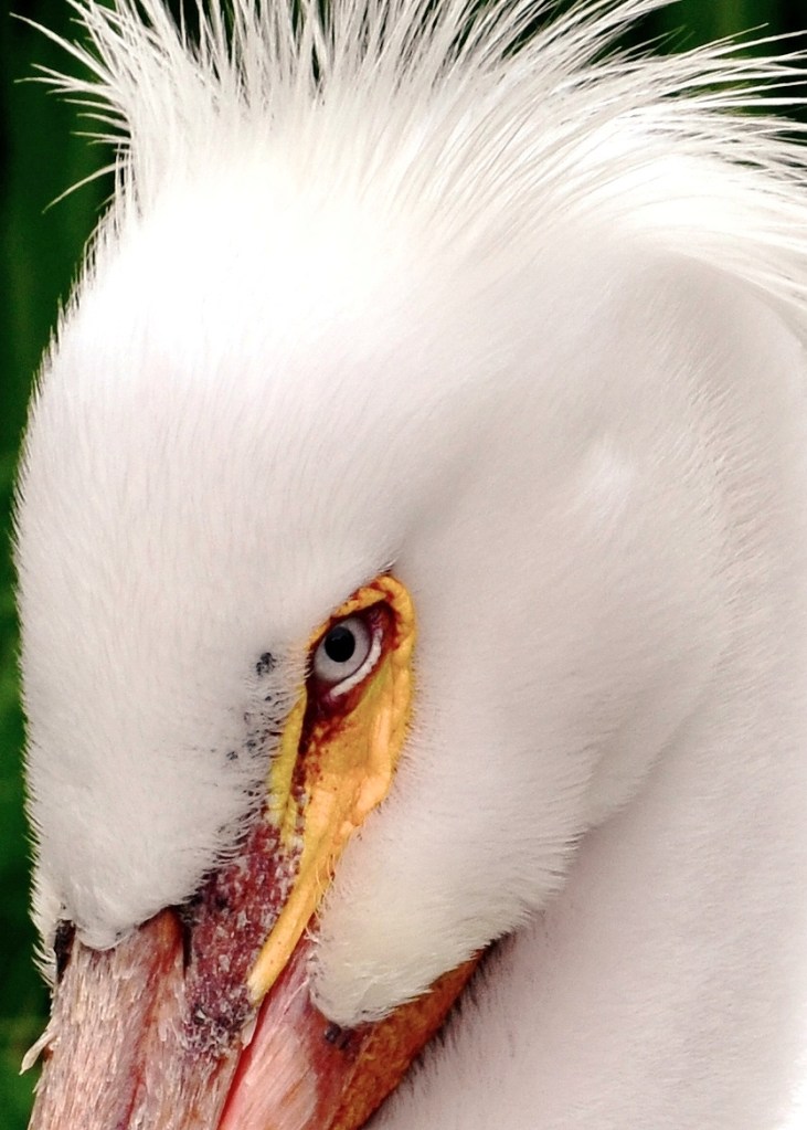 pelican eyes - Copy