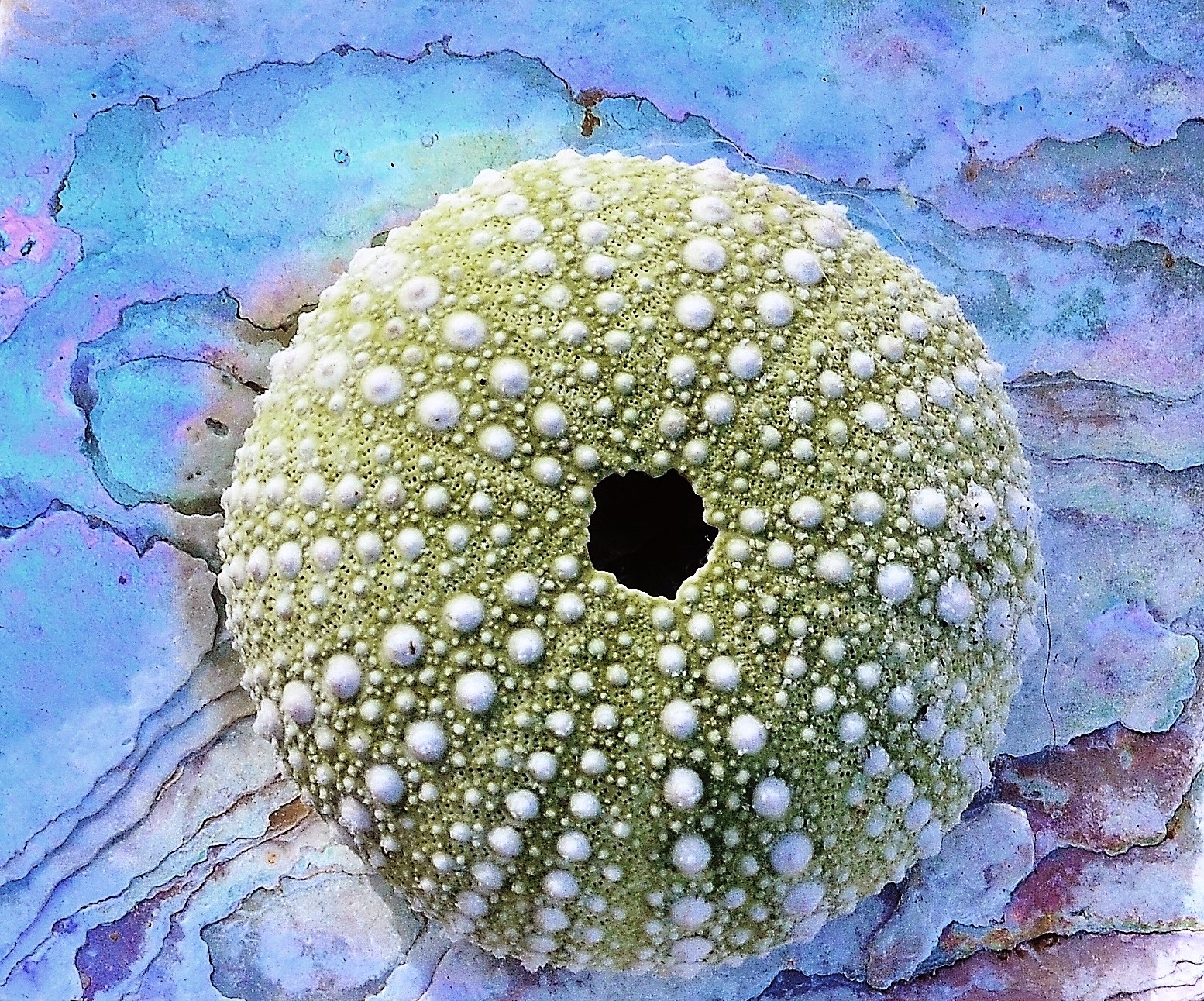 DSC_0029 - Copy (2).JPG