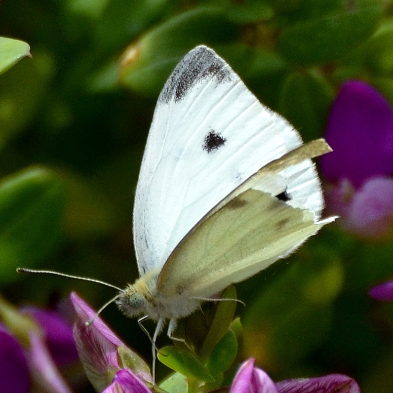 DSC_0302 - Copy - Copy.JPG