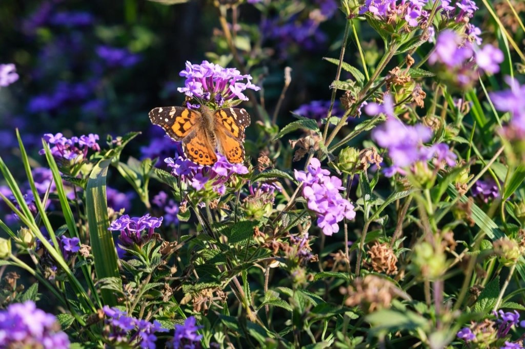 Enhance lighting, sharpness, natural color balance